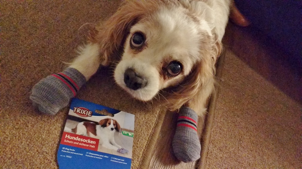 Dog in socks