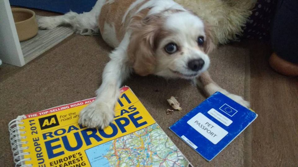dog pet passport