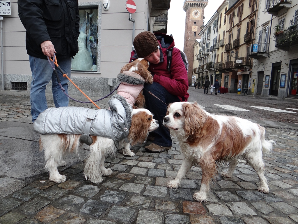 Our dog meeting a fellow Cavalier King Charles Spaniel in Italy
