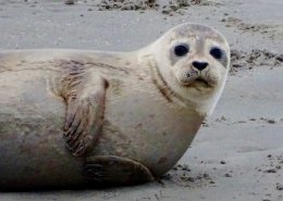 seal at Berck Plage