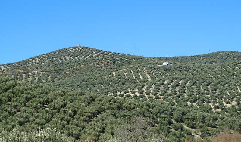 Olive trees in Andalusia
