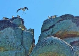 stork nests