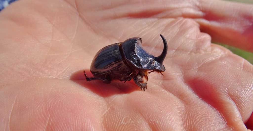 Rhino beetle