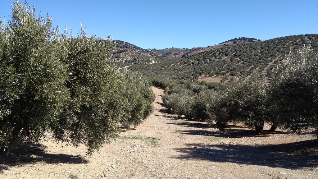 A handful of Andalusia's olive trees