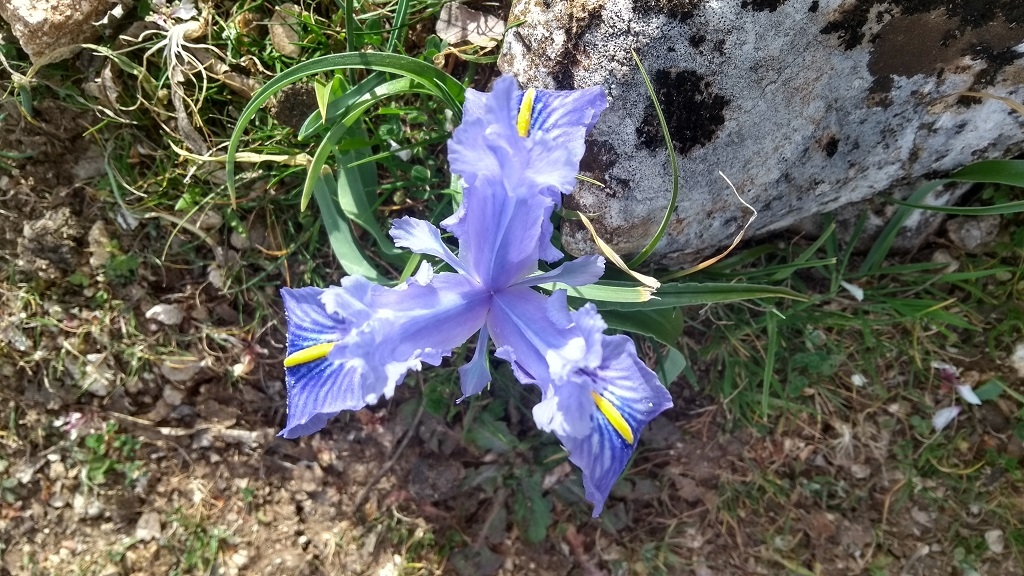 A beautiful blue flower seen growing in the gorge behind Zuheros