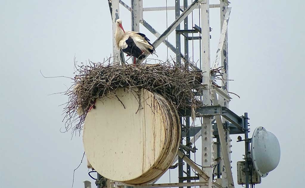 Stork on a communications tower