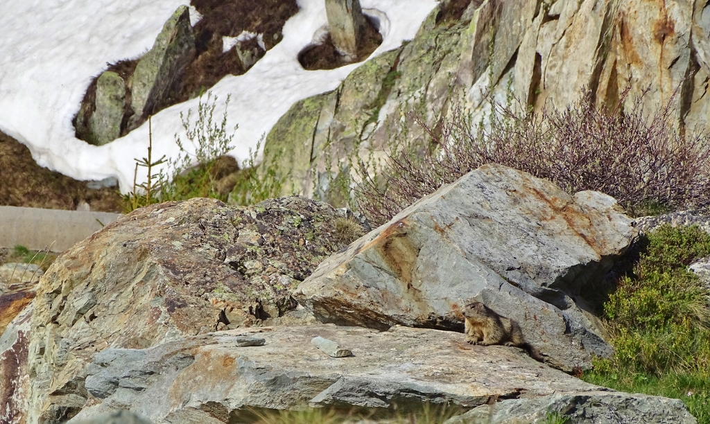 Marmot on Col de la Croix de Fer, France