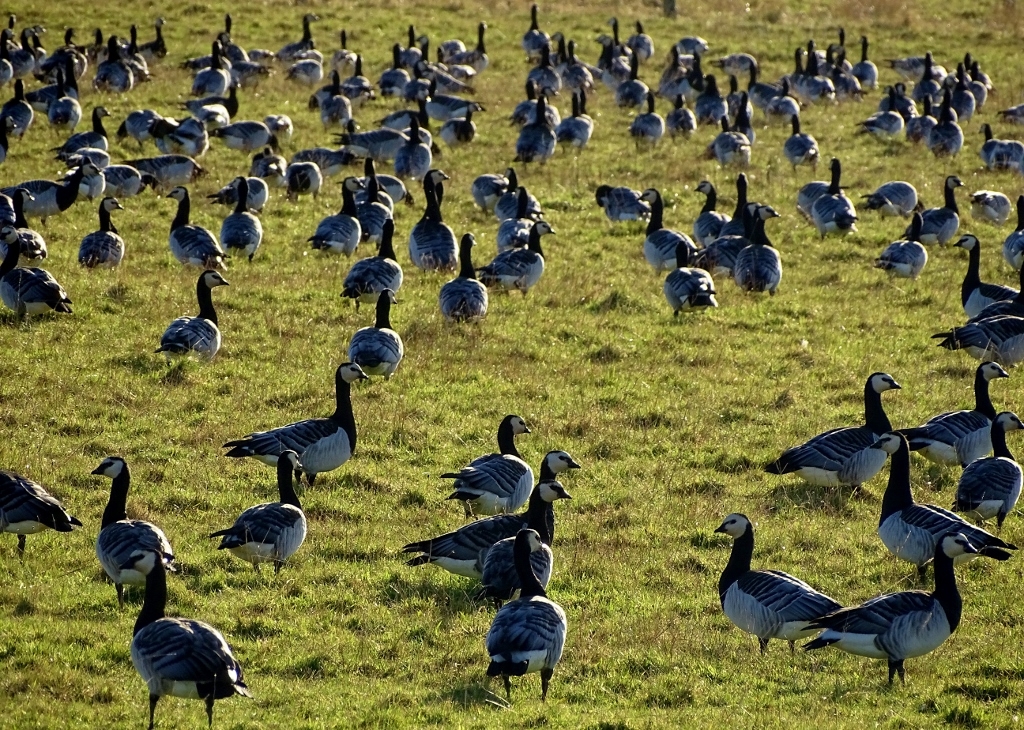 Barnacle Geese near Durness, Scotland