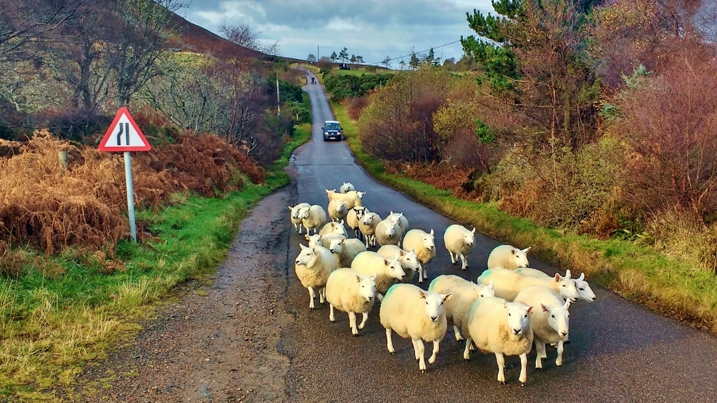 Sheep on the Narrow Roads of the Beautiful North Coast 500 (NC500) in Scotland