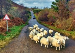 Rush Hour on NC500, Scotland