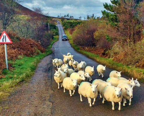 Rush Hour on NC500, Scotland