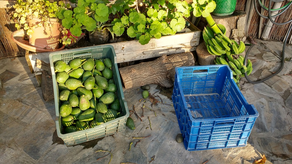 Avocados and bananas at Cortijo San Miguel Camping