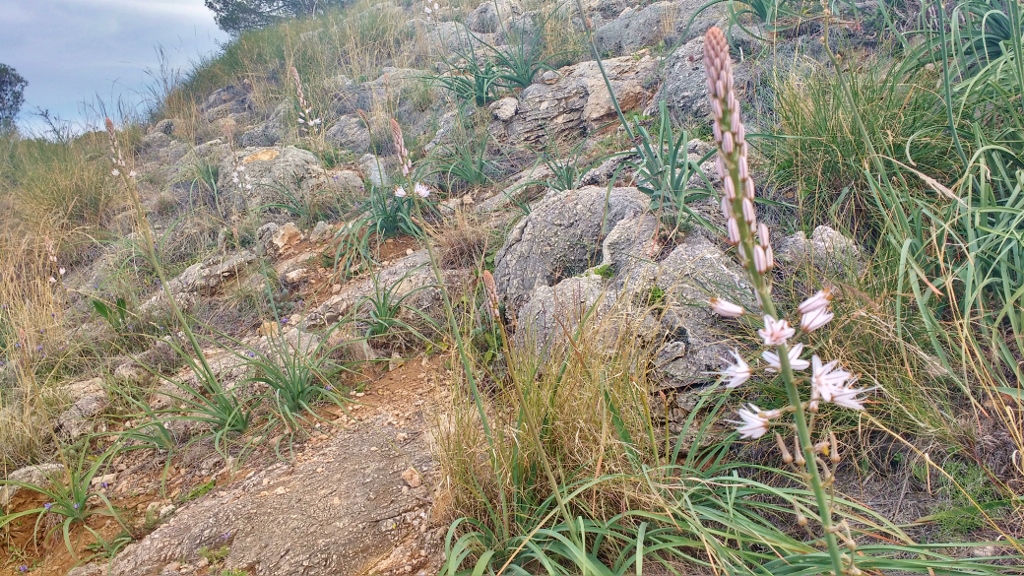 giant asphodels near nerja caves