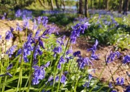 bluebells