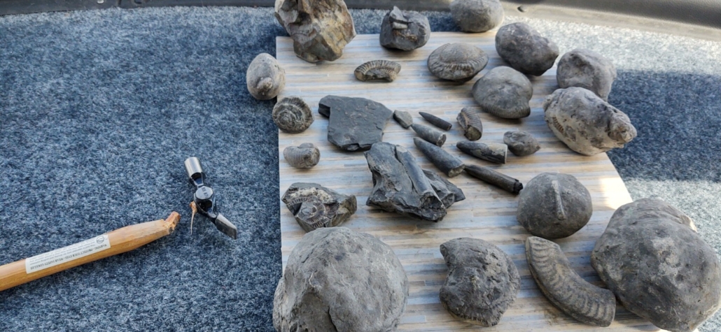 Ju's latest fossil haul from Saltwick Bay. We need a bigger hammer and/or a chisel to crack some of these open. 