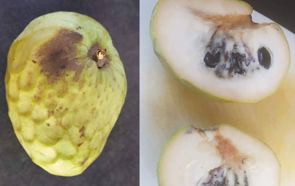 Custard Apples fall off the tree alongside us, taking 3 or 4 days to ripen, at which point they're soft, sweet and delicious