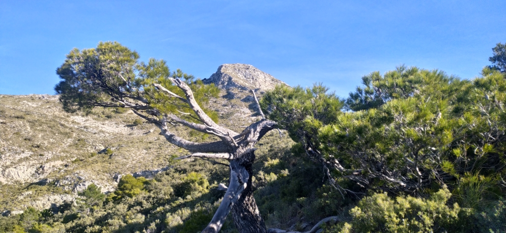 A gnarly pine framing the Pico del Cielo, Nerja