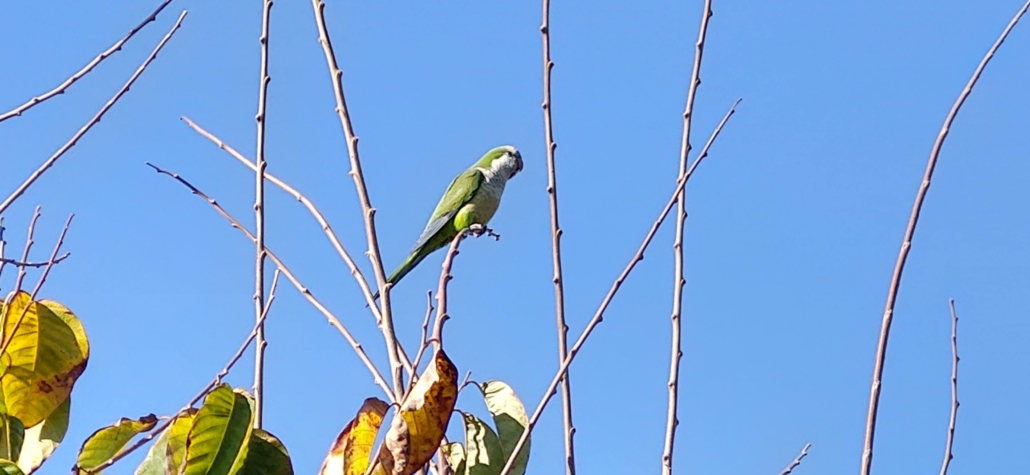 monk parrot in tree