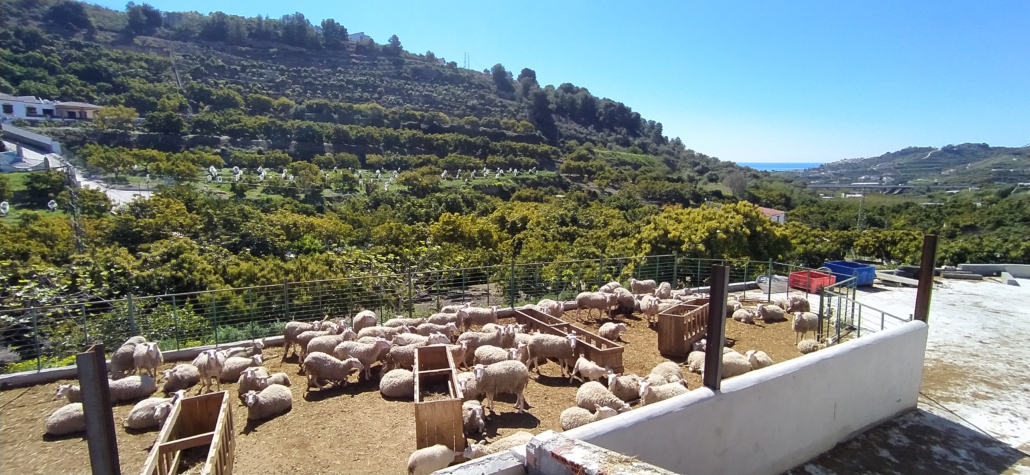Most of the farming here is avocado trees, but there is a flock of sheep, and I sometimes find a herd of goats alongside the trails and roads when I'm out running, being kept safe by a goat herd and a couple of dogs