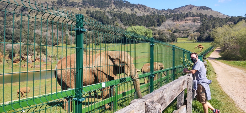 elephants at cabarcero park