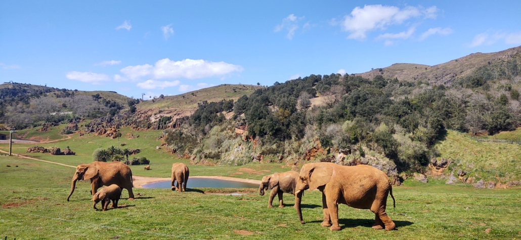Cabarcero park elephants