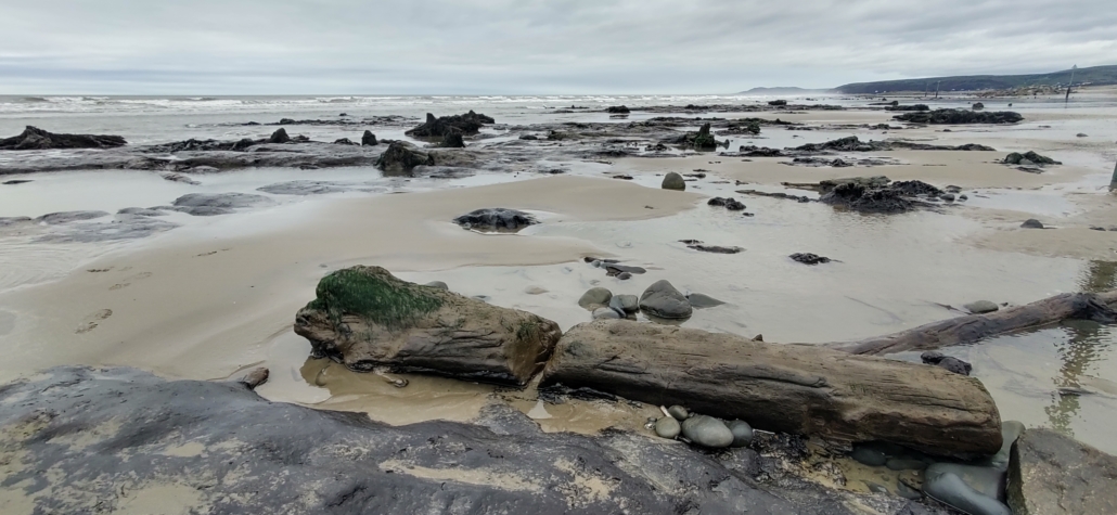 The 3,500 year old forest revealed at low tide on the beach near Borth.