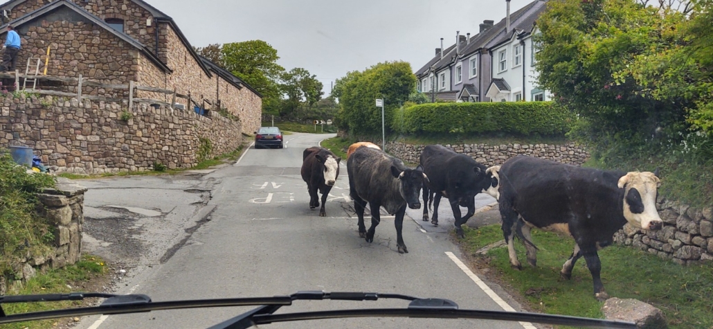 Cows on the road on the Gower