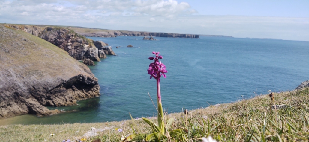 A Green Winged Orchid at St Govan's, Pembrokeshire
