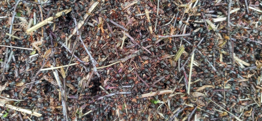 The huge woodants are in their usual frenzy of collaborative building
