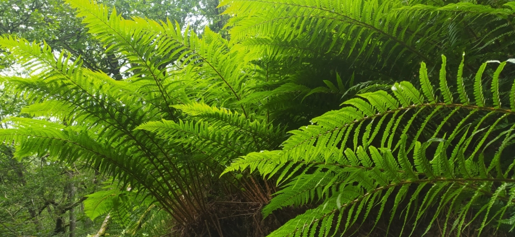 It's midsummer and the ferns are bursting out like fireworks