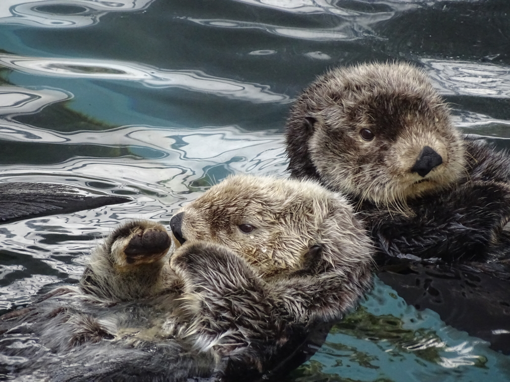 Sea otters! Impossibly cute, and much bigger than we expected.