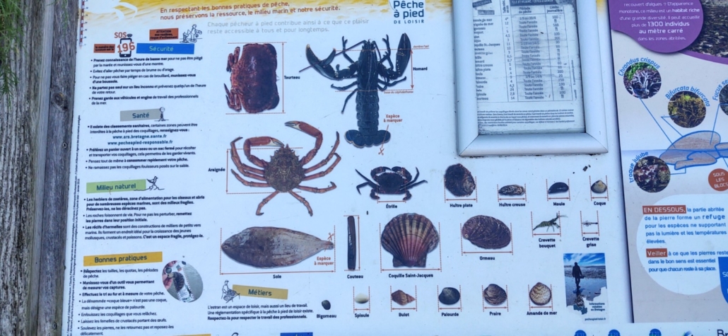 shellfish collecting rules France
