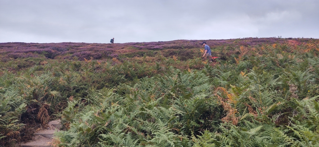 Other than the lighthouses, there are no buildings on Cape Fréhel, just endless heather and ferns