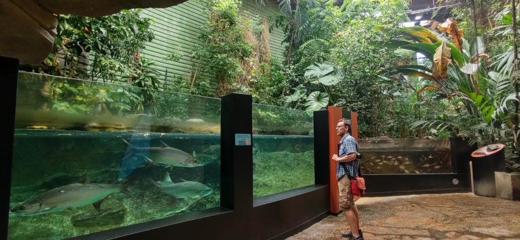 Freshwater tropics. Yep, there were pirana. Yep, they had had to extend the glass to stop folks poking their fingers in. I was weirdly tempted to try it too.