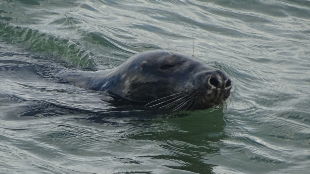 Seal in sea in front of motorhome aire in Cobh