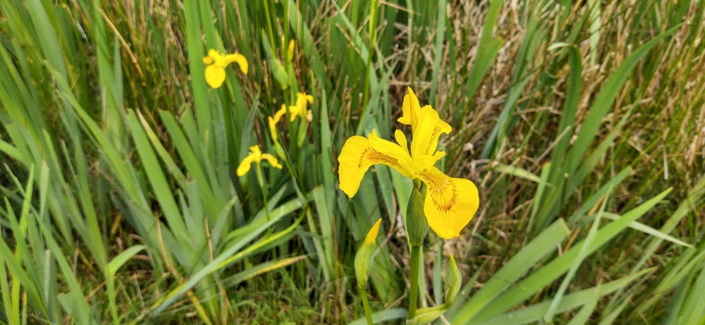 Yellow flowers spring in Ireland