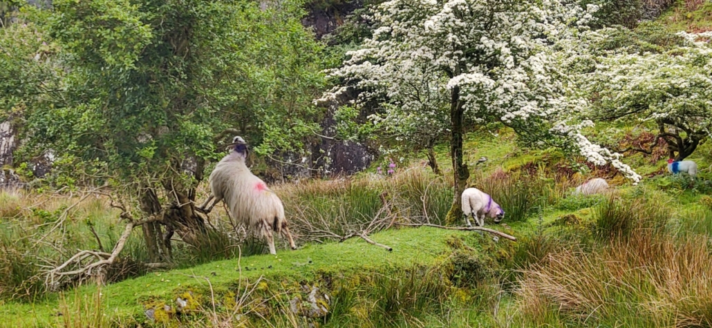 Sheep eating from a tree gap of dunloe