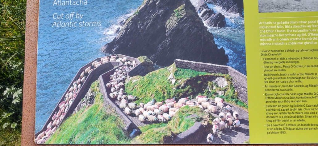 Sheep on the path up from Dunquin Pier