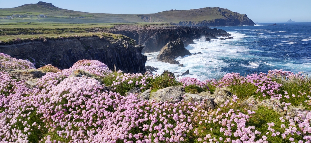 Rocky coastline sea view with pink flowers in Ireland