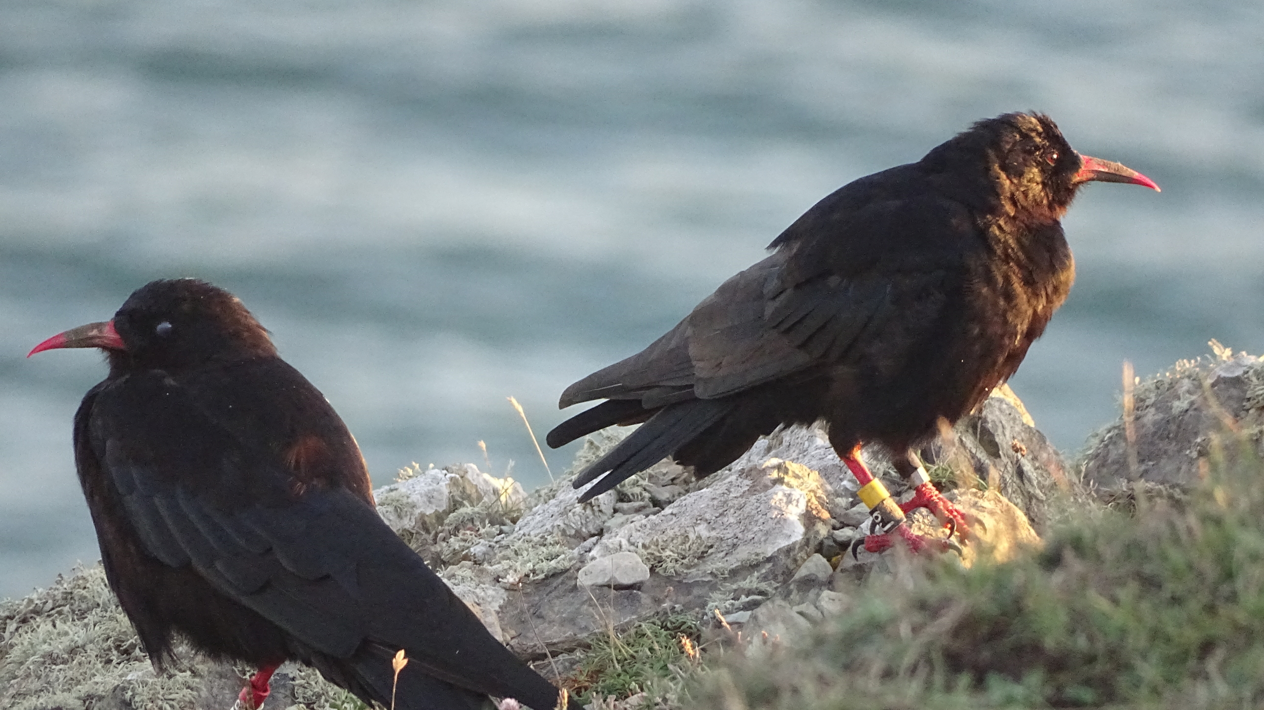 A couple of choughs we saw near the South Stack Lighthouse on Anglesey