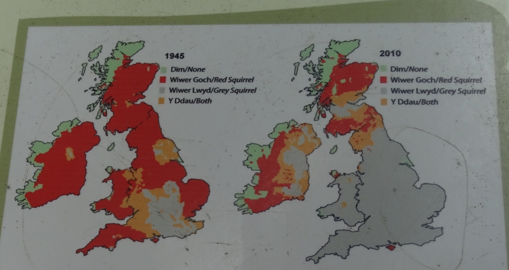 Graphic at the Nant y Pandy Dingle nature reserve at Lilangeni Anglesey Wales showing the distribute of red and grey squirrels in the UK and Ireland