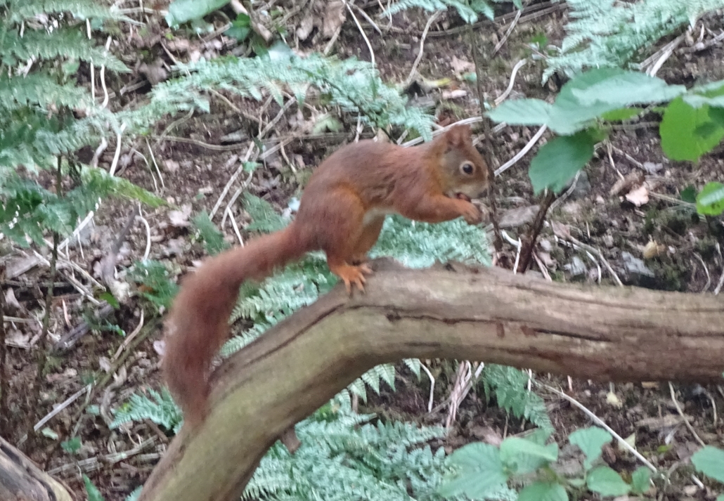 Red squirrel at the Nant y Pandy Dingle nature reserve at Lilangeni Anglesey Wales
