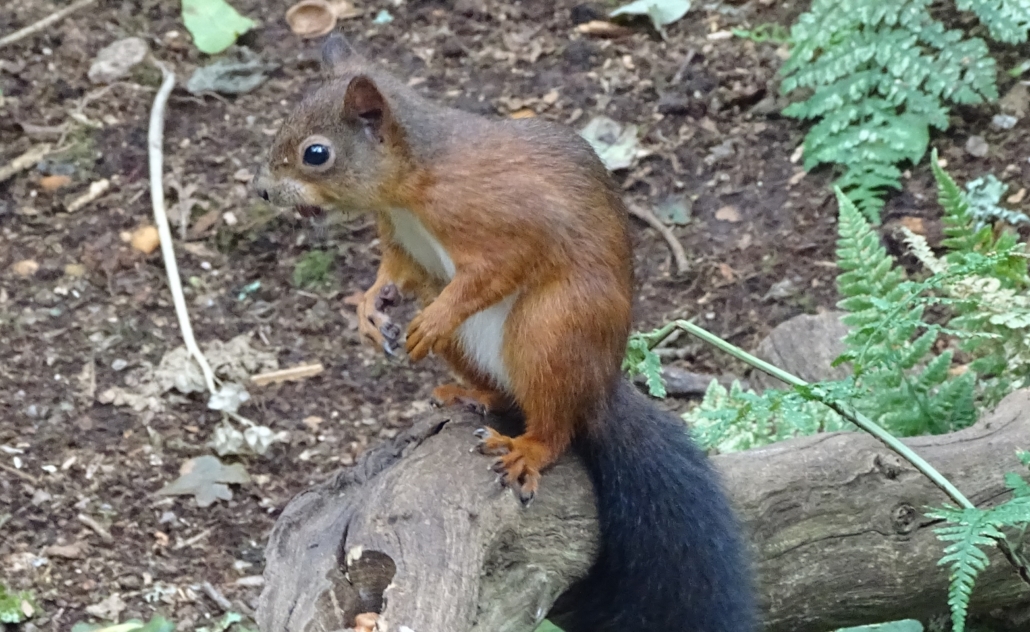 Red squirrel at the Nant y Pandy Dingle nature reserve at Lilangeni Anglesey Wales