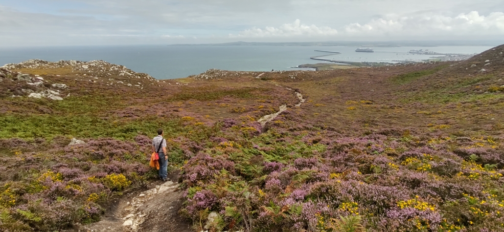 Walking through the colourful heather down towards North Stack.