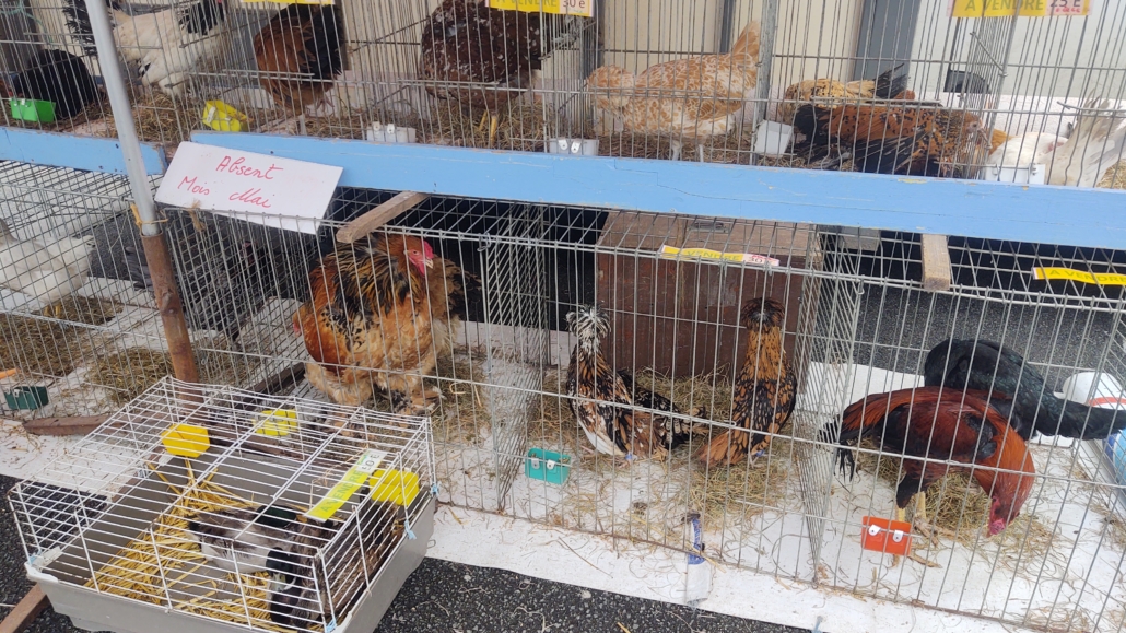 Chickens (€25) and ducks (€50) for sale at the Montreuil-sur-Mer market