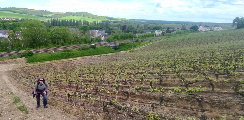 walking through grape vines