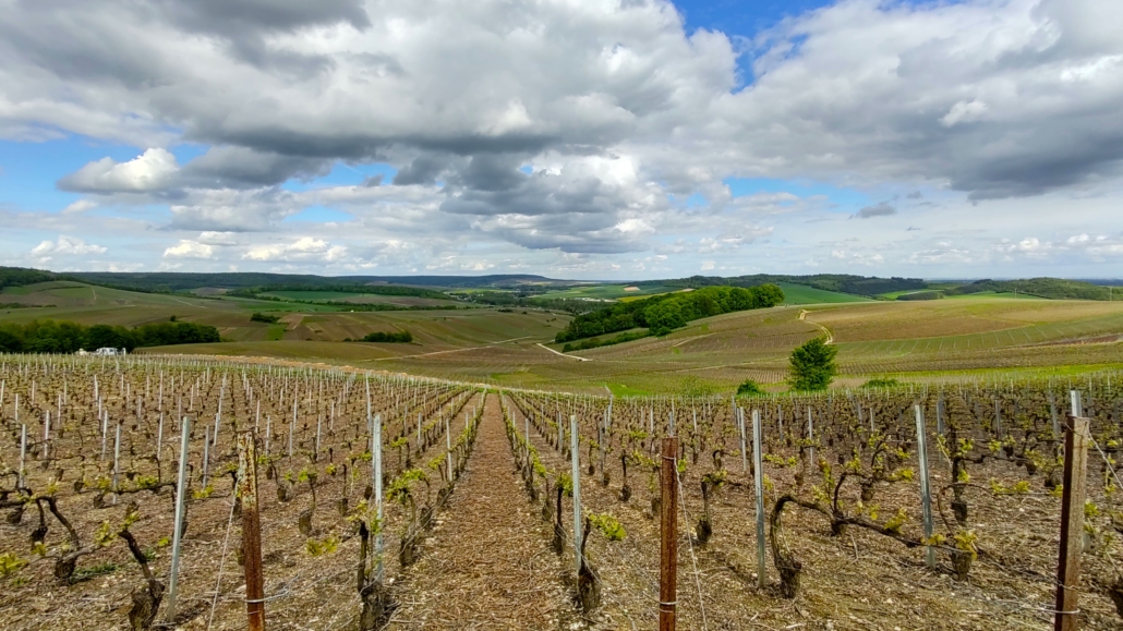 Champagne Vines in Mutigny, France