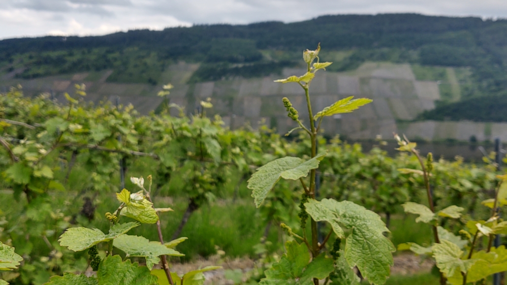 Flower buds on the vines in mid May near Mehring, Moselle Valley