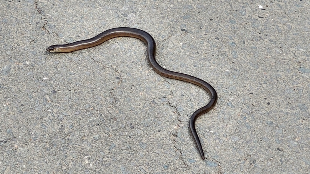 We saw a snake! A pretty small one, some kind of worm maybe?