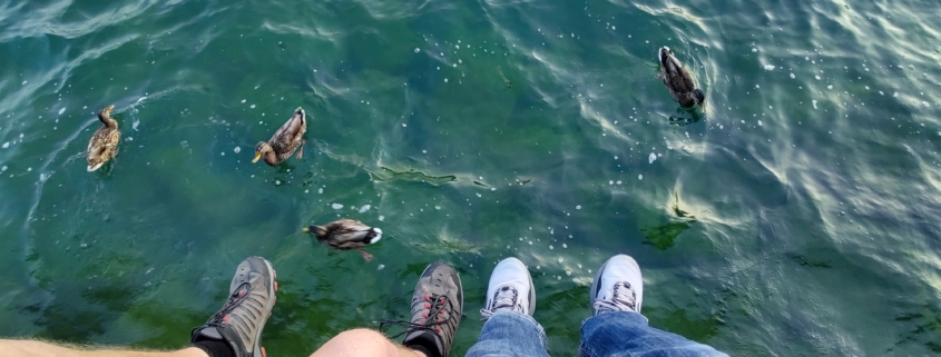 Feet and ducks